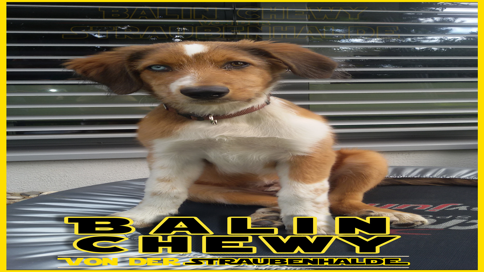 Wäller von der Straubenhalde